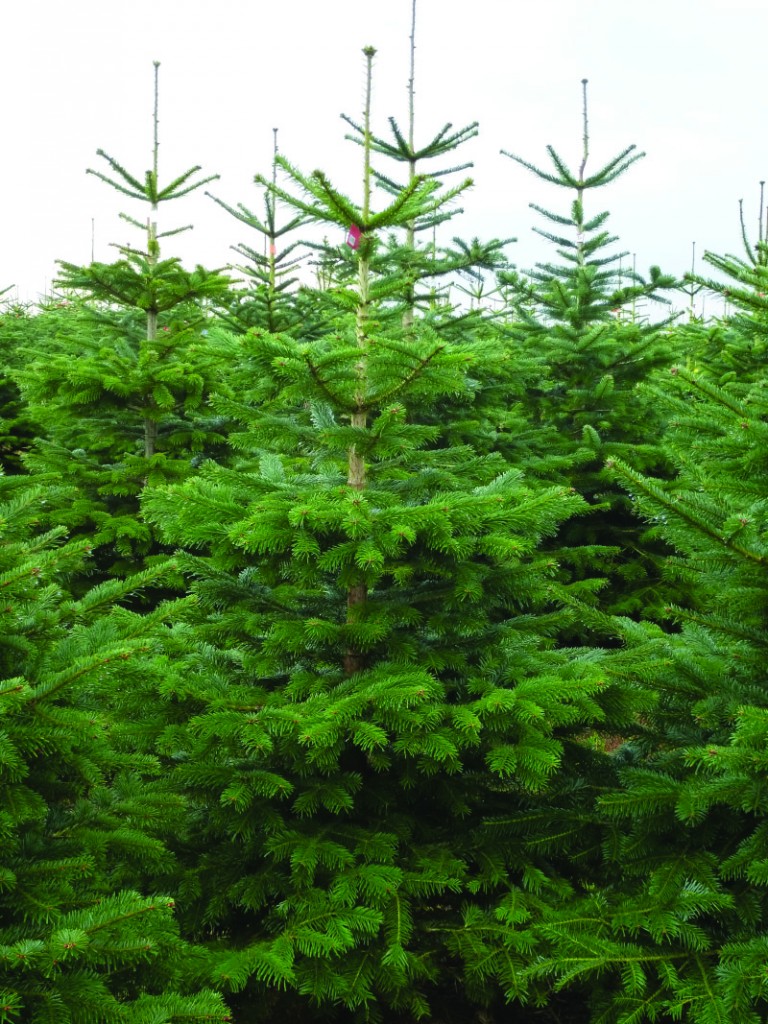 Nordman Fir Real Christmas Trees